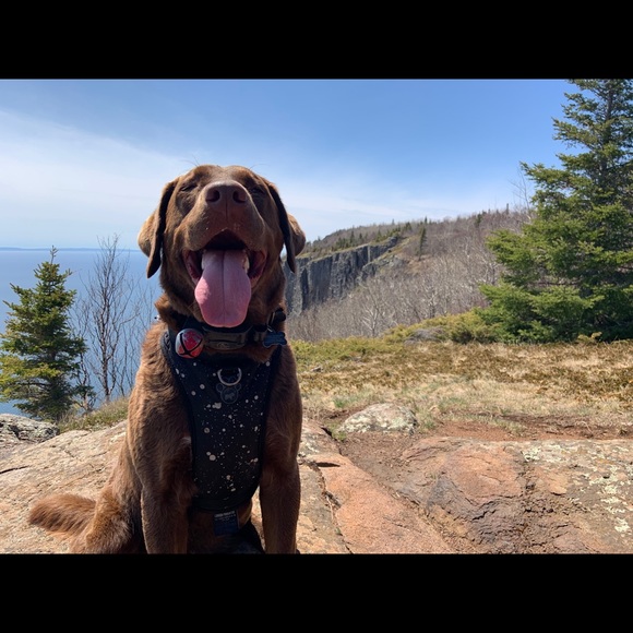 Meet your Posher, Chelsea - Picture 1 of 1